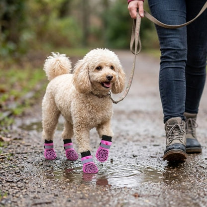 Chaussettes pour chien roses caniche en laisse sur un chemin forestier humide