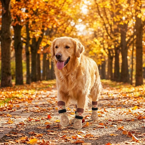 Chaussettes pour chiens beiges Golden Retriever allée feuilles d’automne
