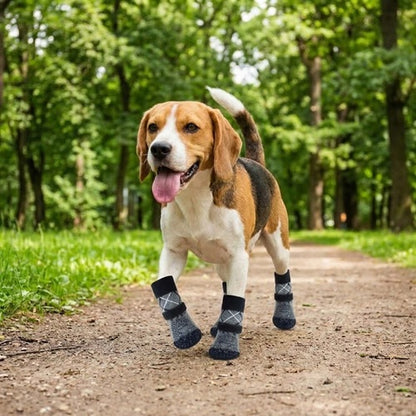 Chaussettes pour chiens grises Beagle promenade sentier forêt