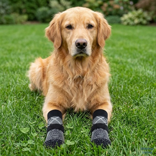 Chaussettes pour chiens grises Golden Retriever couché sur pelouse