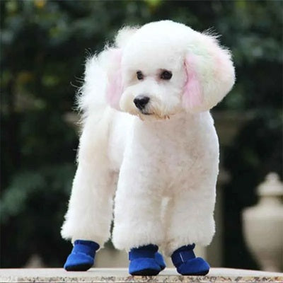 chaussure chien bleue caniche blanc jardin extérieur protection pattes