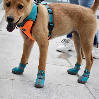 Chaussure chien botte turquoise harnais orange trottoir ville promenade urbaine