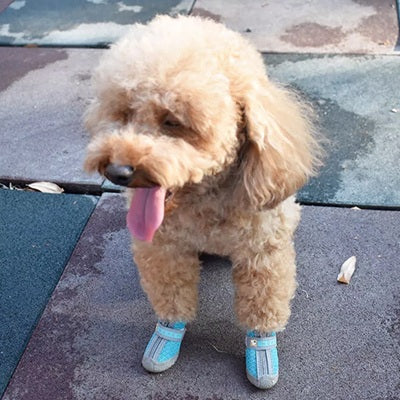 Chaussure chien caniche beige botte bleue trottoir ville langue tirée mignon