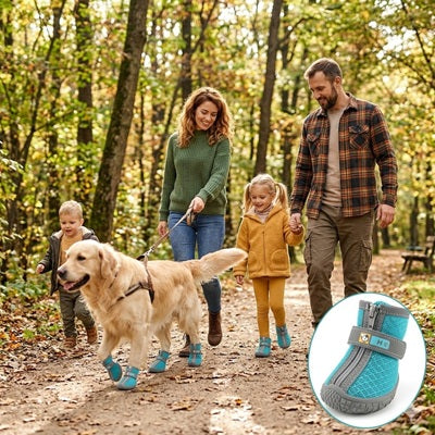 Chaussure chien golden retriever famille balade forêt automne botte turquoise harnais