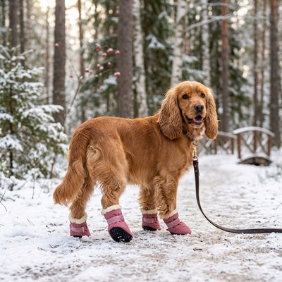 chaussure chien hiver rose cocker spaniel forêt neige balade