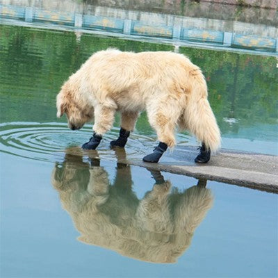 chaussure chien imperméable Golden Retriever bord eau ponton reflet