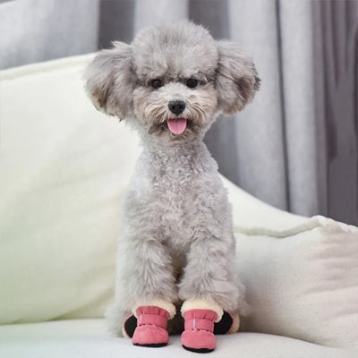 chaussure chien rose caniche gris intérieur canapé petit chien