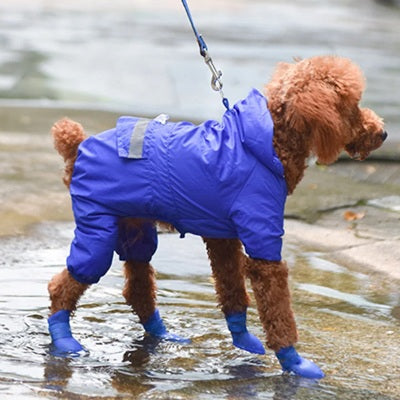Chaussure Chien Bleue Caniche Roux Imperméable Flaque Pluie Laisse