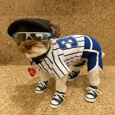 Chaussure chiens bleue yorkshire terrier tenue baseball lunettes style
