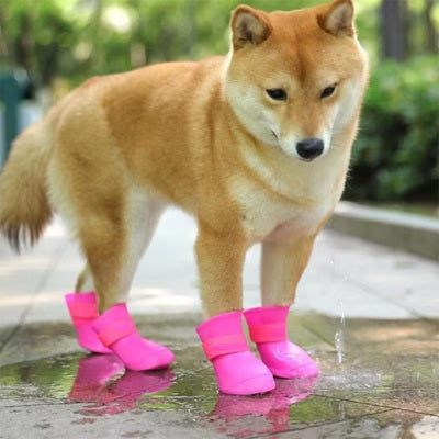 Chaussure Chien Rose Shiba Inu Flaque Eau Pluie Protection Pattes