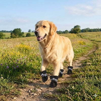 Chaussures Chien Noires Golden Retriever Balade Campagne Chemin Prairie