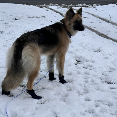 chaussures pour chien Berger Allemand neige vue arrière