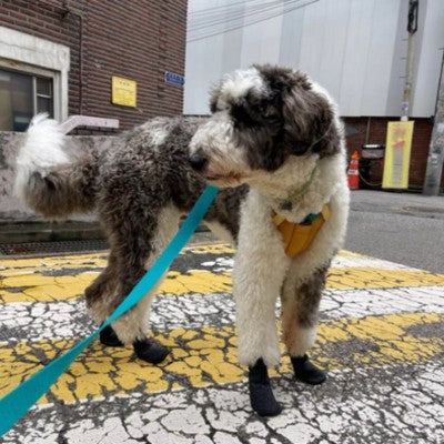 chaussures pour chien boucle ville laisse turquoise marquage jaune