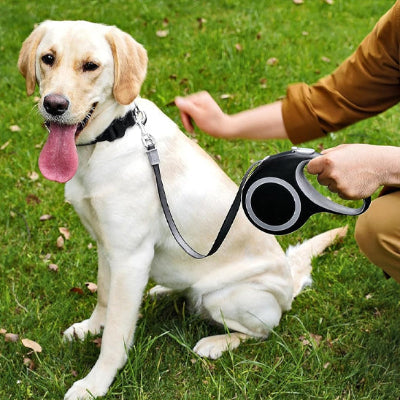chien assis dans l herbe attache avec une laisse enrouleur grise detente et securite en promenade avec son maitre