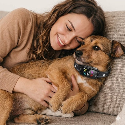 chien collier anti aboiement câlin canapé roux