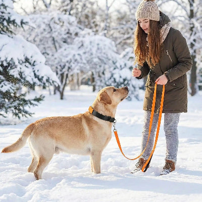 chien collier de dressage labrador hiver neige femme education noir orange exterieur