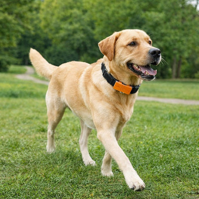 chien collier de dressage labrador noir orange exterieur parc heureux
