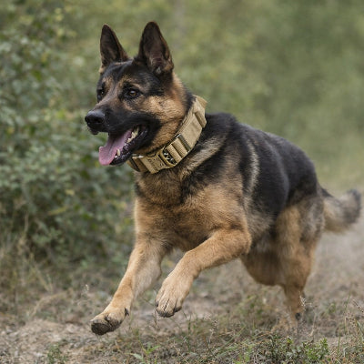 chien collier de dressage tactique beige berger allemand action course exterieur sport