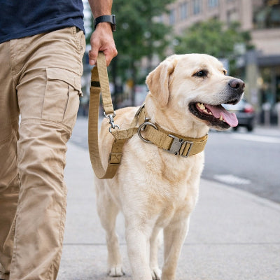 chien collier de dressage tactique beige labrador laisse ville urbain promenade grand chien