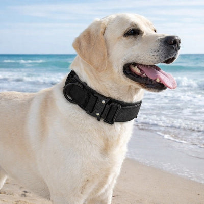 chien collier de dressage tactique noir labrador blanc plage mer exterieur etanche