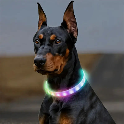 chien collier lumineux multicolore doberman led arc en ciel exterieur securite nuit visible