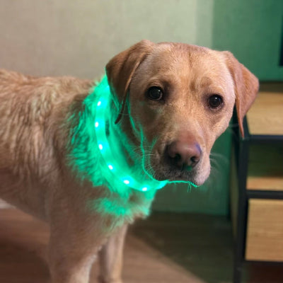 chien collier lumineux vert led labrador interieur securite visible nuit rechargeable