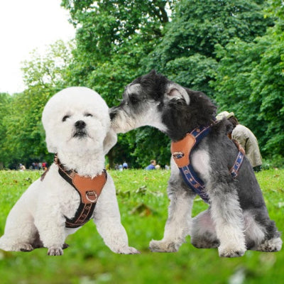 chien harnais promenade confort securite exterieur