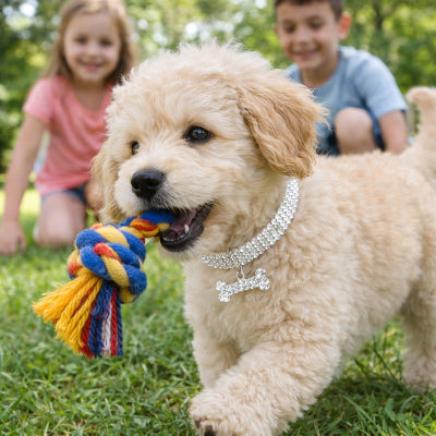 chiot collier strass argent pendentif os jeu famille enfants heureux