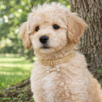 chiot collier strass dore pendentif os luxe mignon exterieur nature