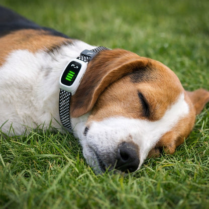 collier anti aboiement chien beagle blanc ecran digital repos jardin