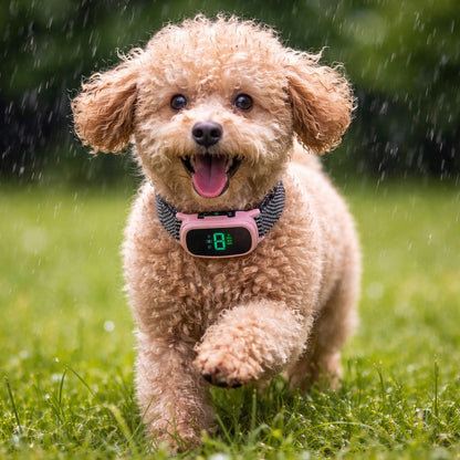 collier anti aboiement chien caniche rose ecran digital exterieur pluie