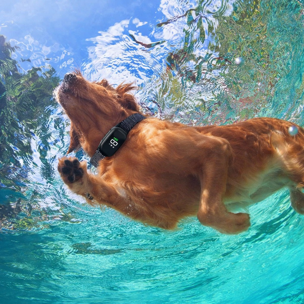 collier anti aboiement chien golden retriever piscine etanche natation