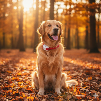 collier anti aboiement golden retriever rouge forêt automne soleil