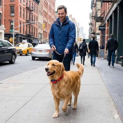 collier anti aboiement petit chien golden retriever ville urbain promenade rouge quotidien