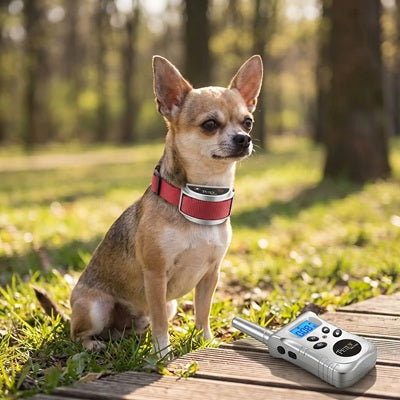 Collier anti-aboiement pour Chihuahua assis forêt télécommande