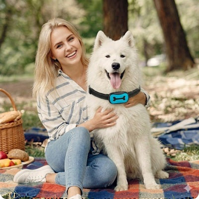Collier anti aboiement samoyede femme pique nique foret bleu