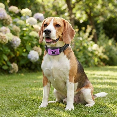 Collier anti-aboiement violet beagle jardin fleuri