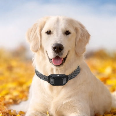 collier anti aboiements chien labrador dressage education canine