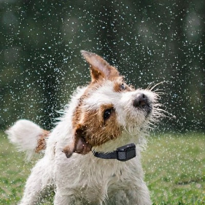 collier anti aboiements chien spray serenite canine efficace