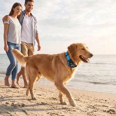 collier chien anti-aboiement golden retriever plage couple