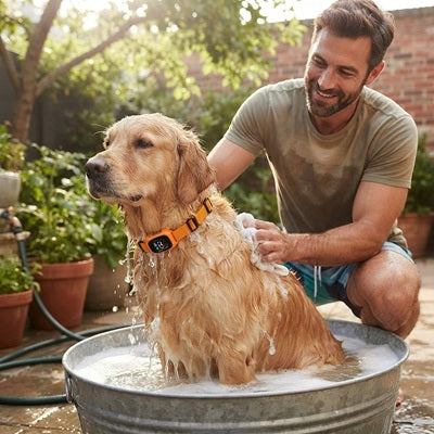 Collier chien anti-aboiements golden retriever bain jardin