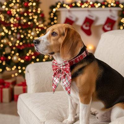 collier chien bandana beagle noel tartan profil elegant