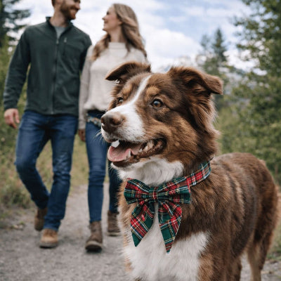 collier chien berger australien noel tartan promenade nature couple