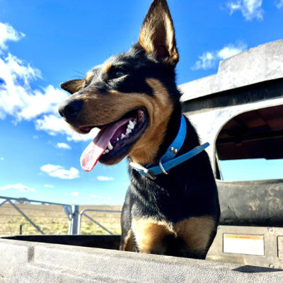 collier chien bleu kelpie heureux camion aventure exterieur premium qualite