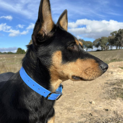collier chien bleu profil kelpie nature exterieur premium qualite