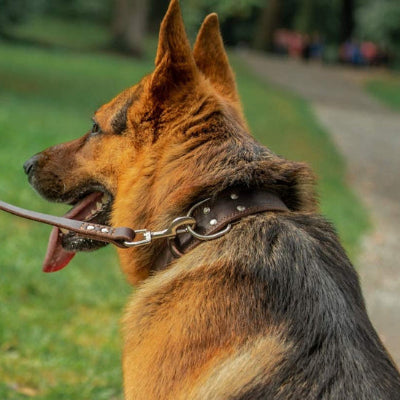 collier chien cuir marron berger allemand clous metal dressage exterieur resistant