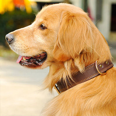 collier chien cuir marron golden retriever coutures beiges elegant confortable qualite