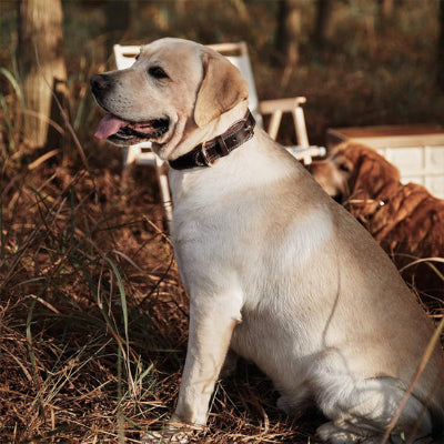 collier chien cuir maron labrador blanc clous metal elegant exterieur premium