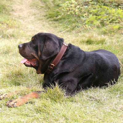 collier chien cuir marron premium labrador nature confort ajustable