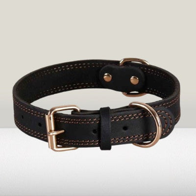 collier chien cuir noir berger allemand clous metal dressage exterieur resistant